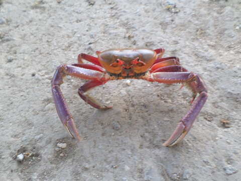 Image of fiddler crabs and ghost crabs