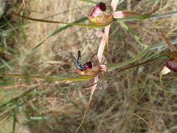 Image of Carousel spider orchid