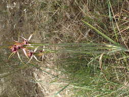 Image of Carousel spider orchid