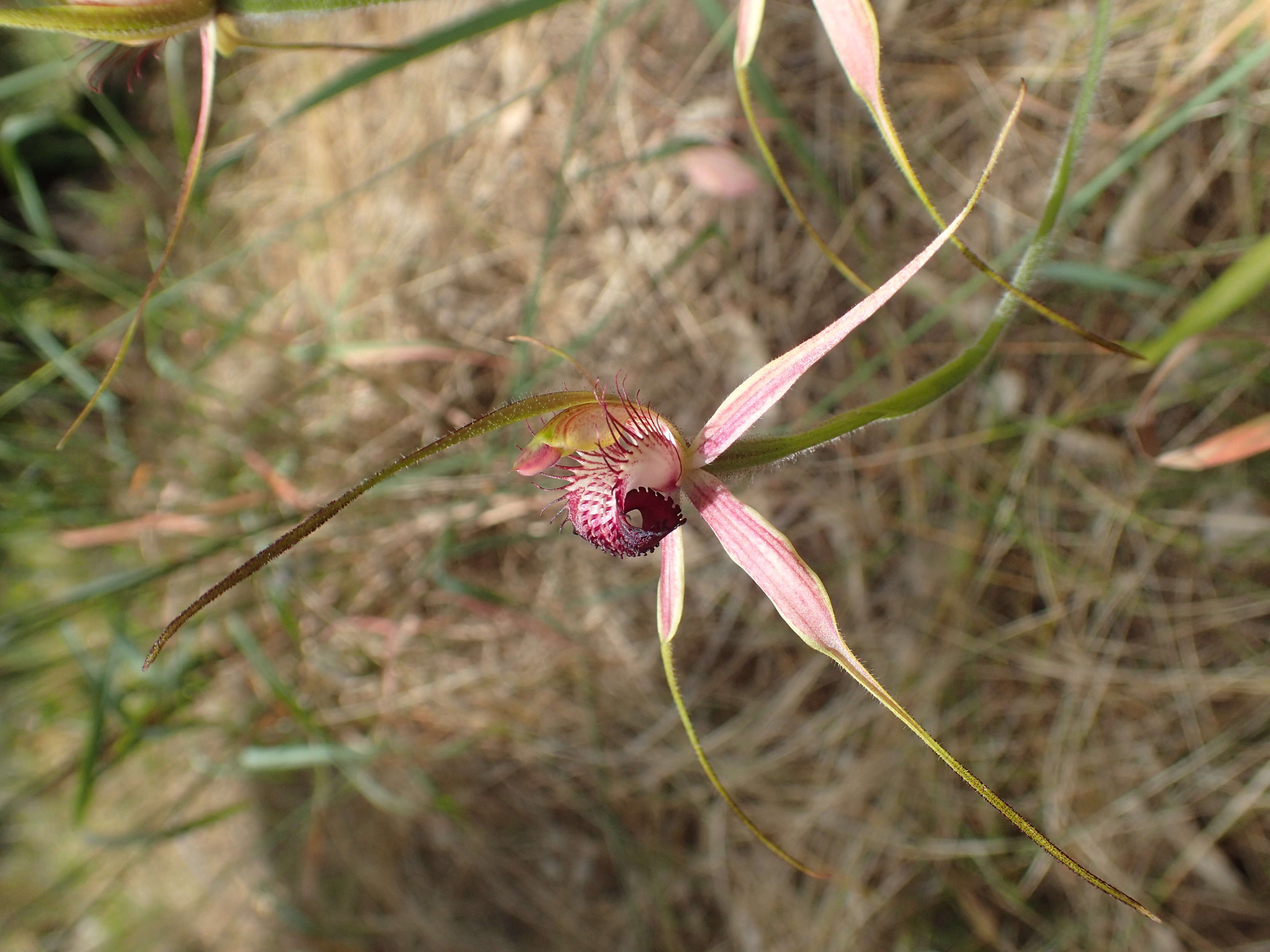 Image of Carousel spider orchid