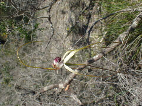 Image of Giant spider orchid