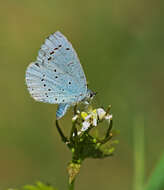 Image of holly blue