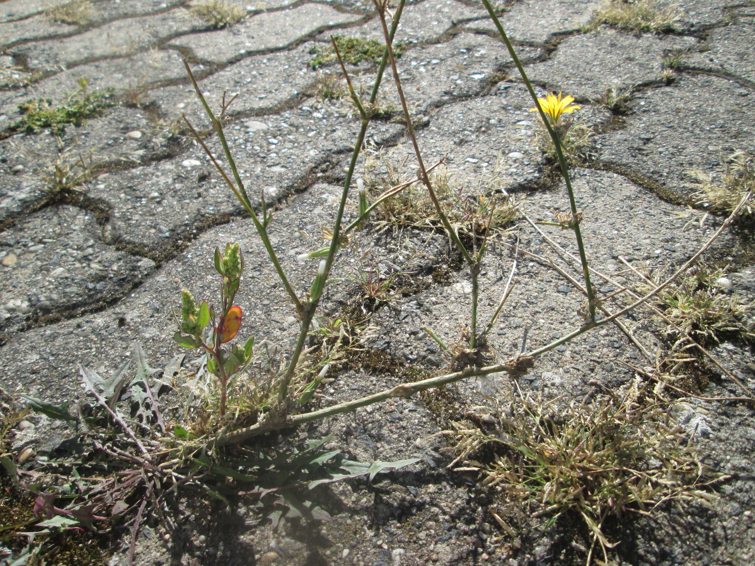 Chondrilla juncea L. resmi