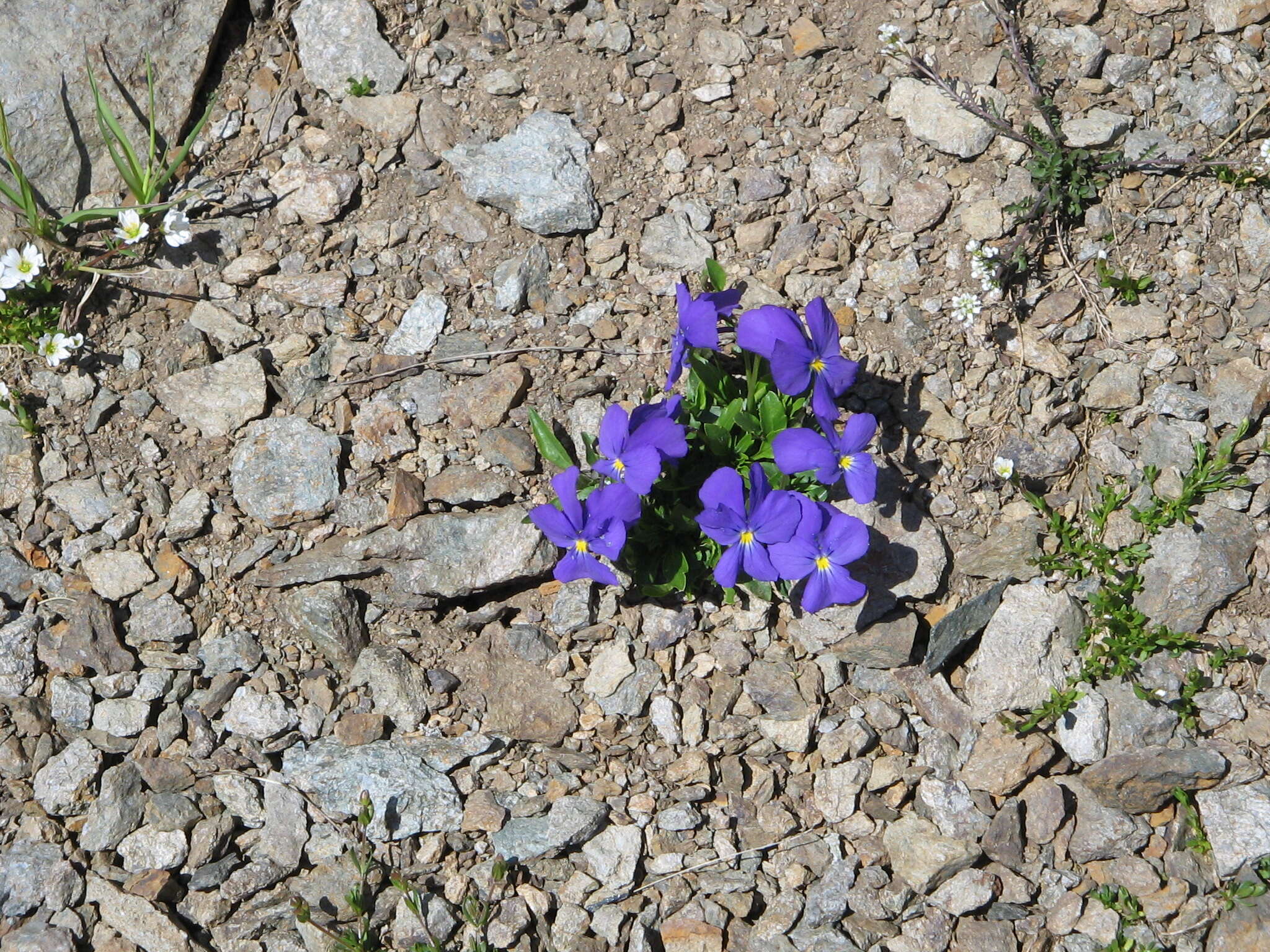 Слика од Viola calcarata L.