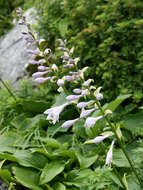 Image de Hosta sieboldiana var. sieboldiana