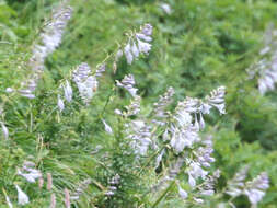 Imagem de Hosta sieboldiana var. sieboldiana