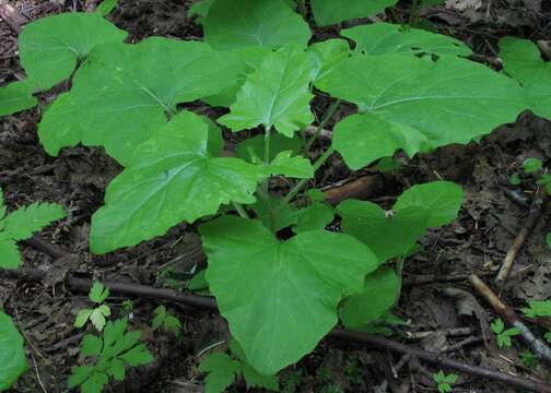 Image of American trailplant