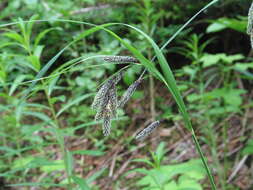 Imagem de Carex mertensii J. D. Prescott ex Bong.