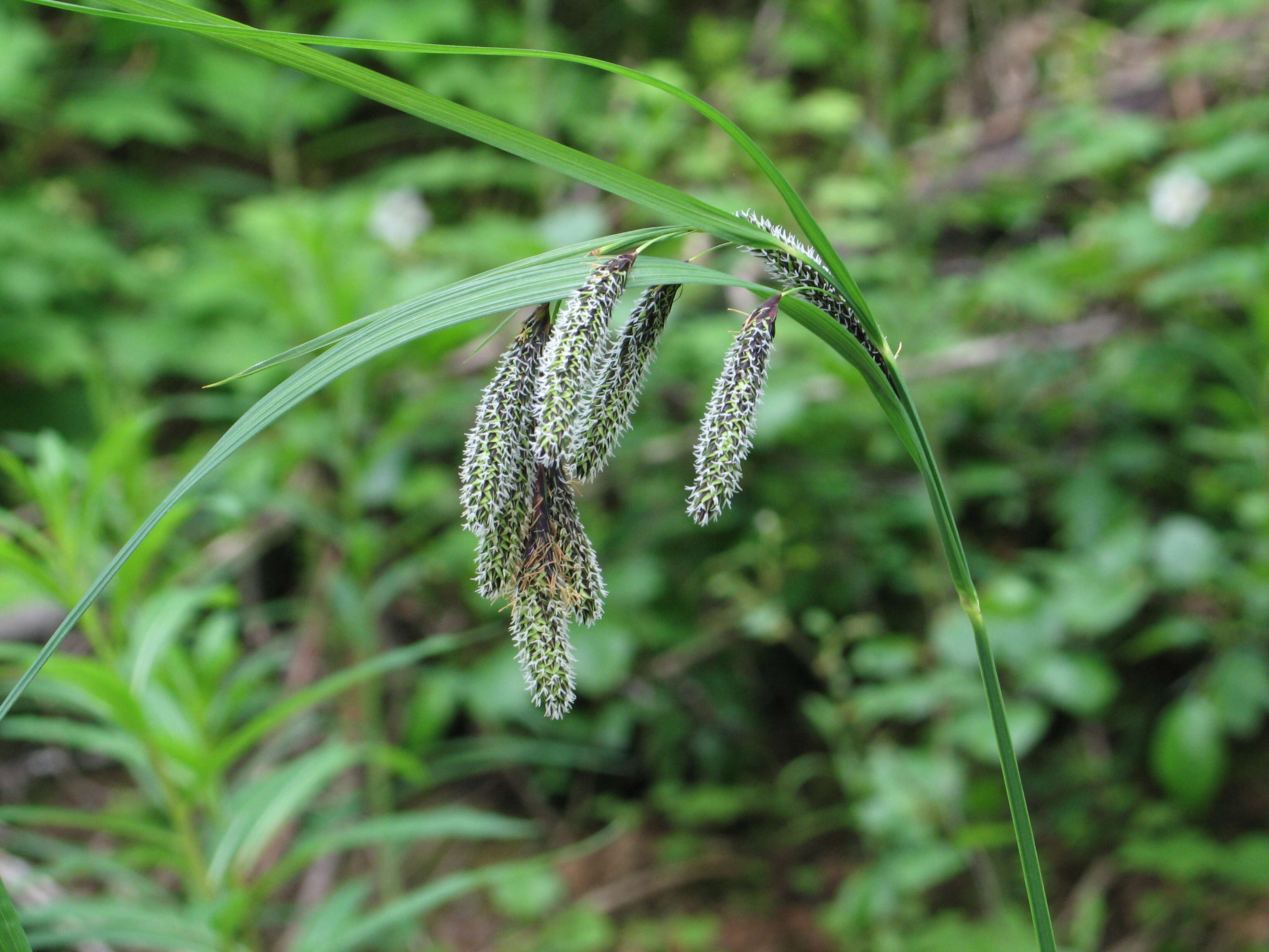 Imagem de Carex mertensii J. D. Prescott ex Bong.