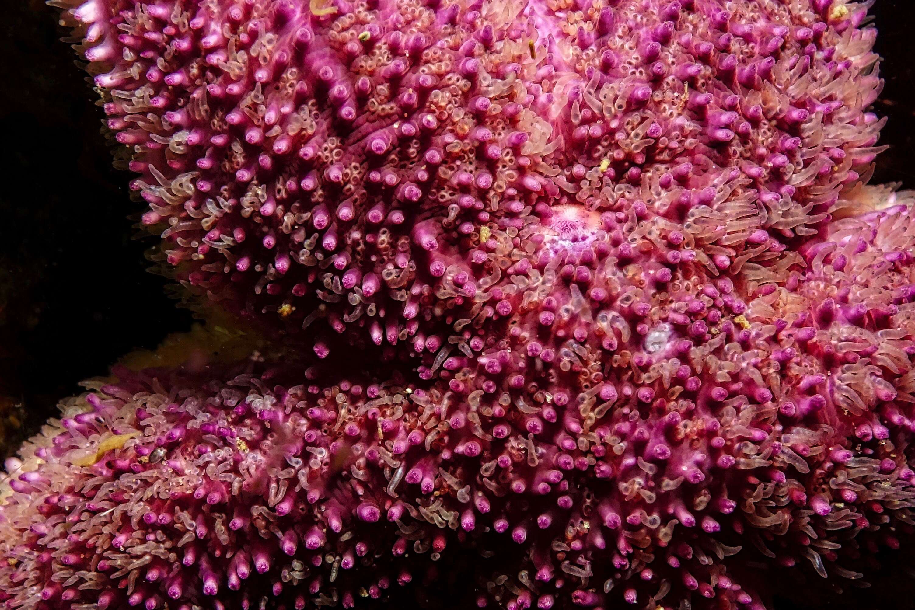 Image of Common sea star