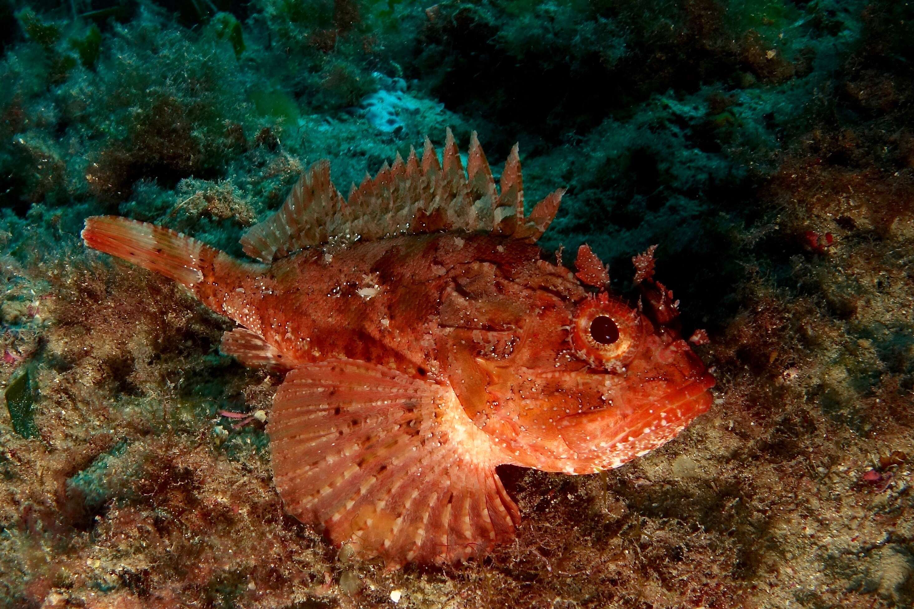 Image of Black Scorpion-fish