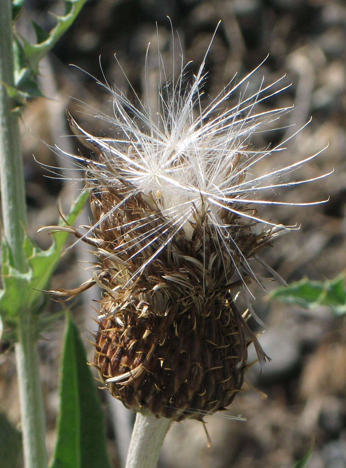 Image of wavyleaf thistle