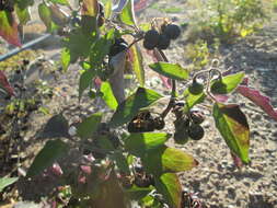 Plancia ëd Solanum nigrum L.