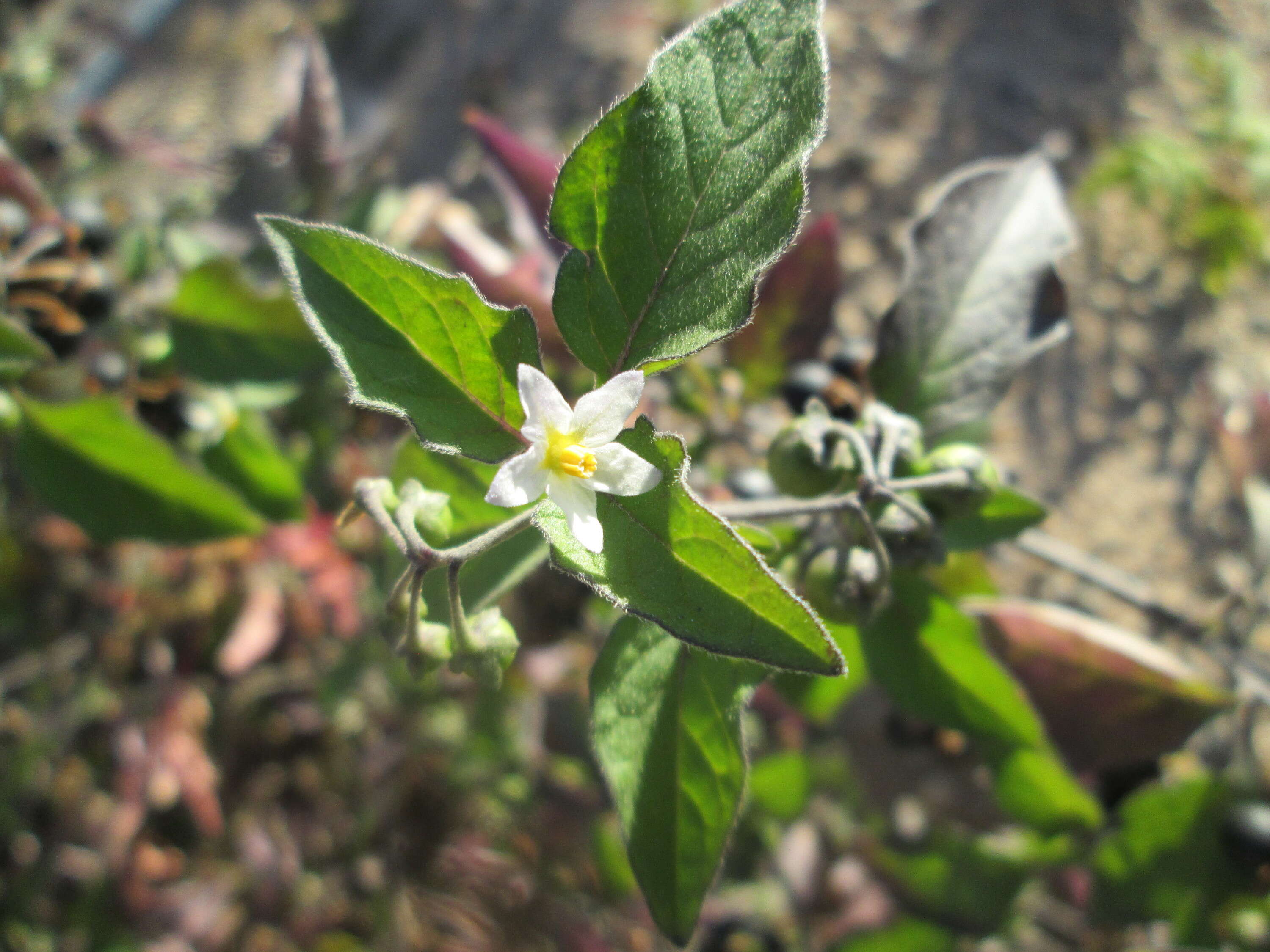 Image of European Black Nightshade