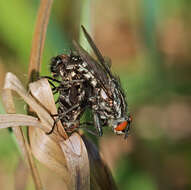 صورة Sarcophaga carnaria (Linnaeus 1758)