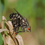 صورة Sarcophaga carnaria (Linnaeus 1758)