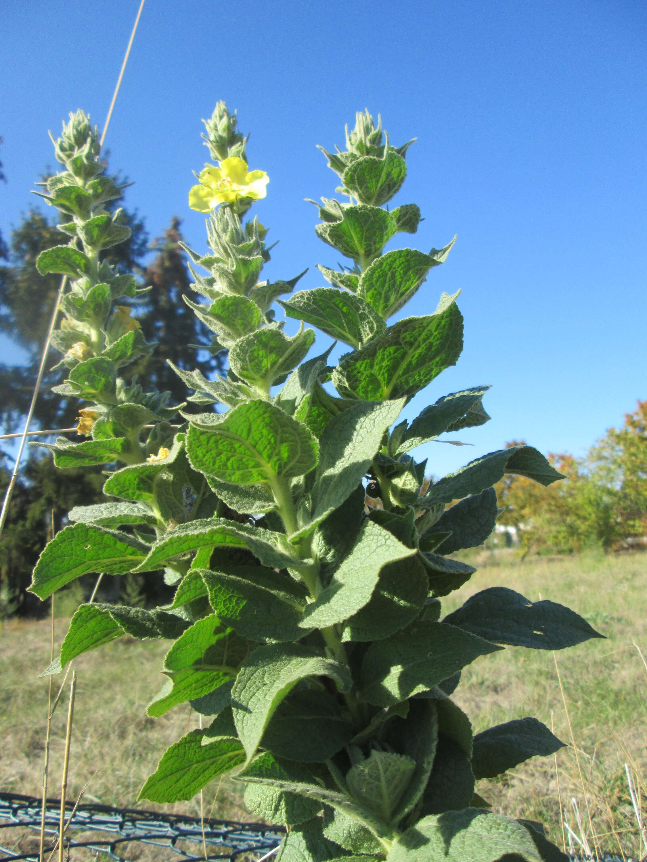 Image of Great Mullein