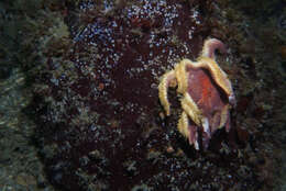 Image of Morning sun star