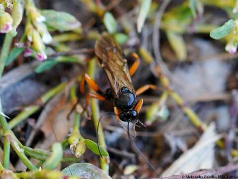 Image of Pimpla rufipes (Miller 1759)