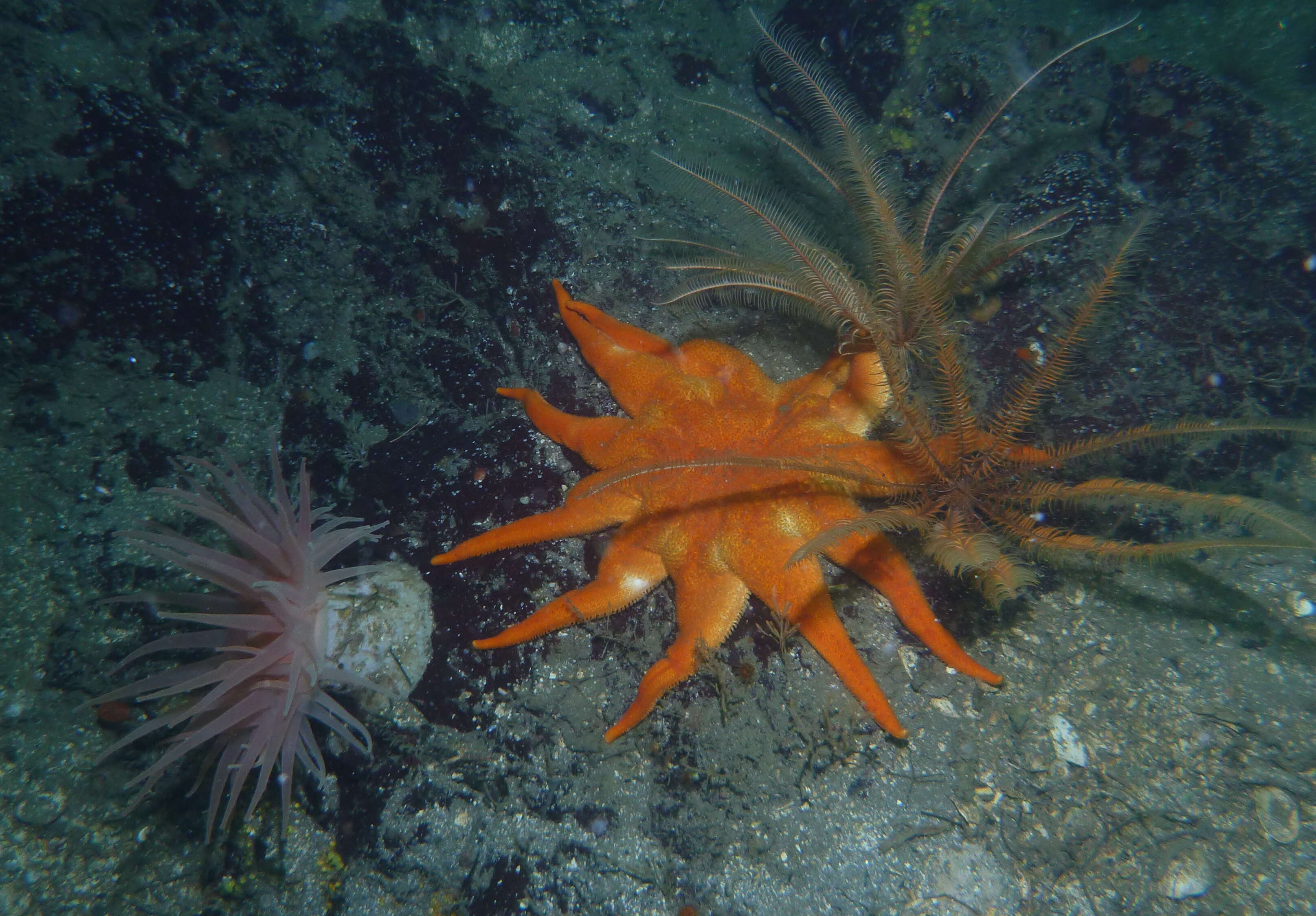 Image of Morning sun star