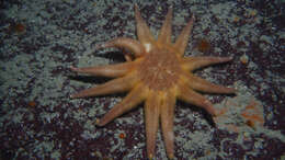 Image of Morning sun star