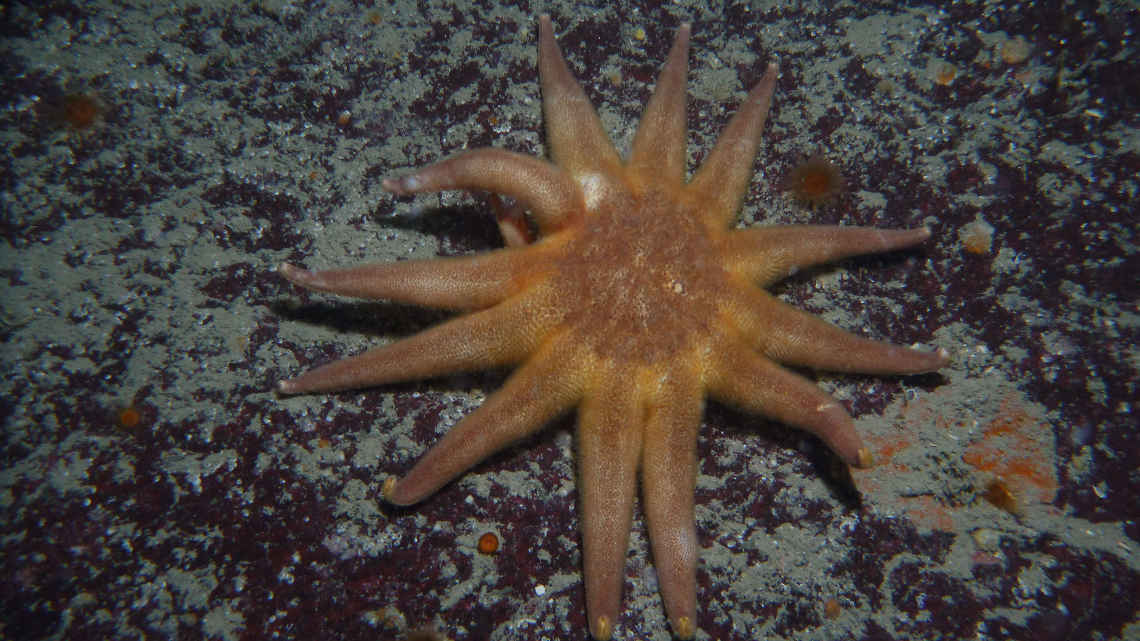 Image of Morning sun star