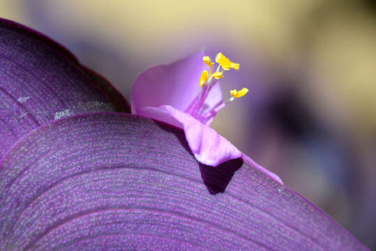 Image of purple heart