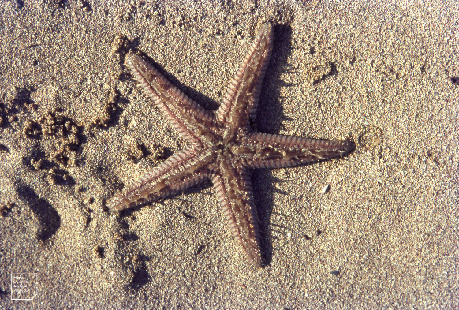 Image of Astropecten jonstoni (Delle Chiaje 1827)