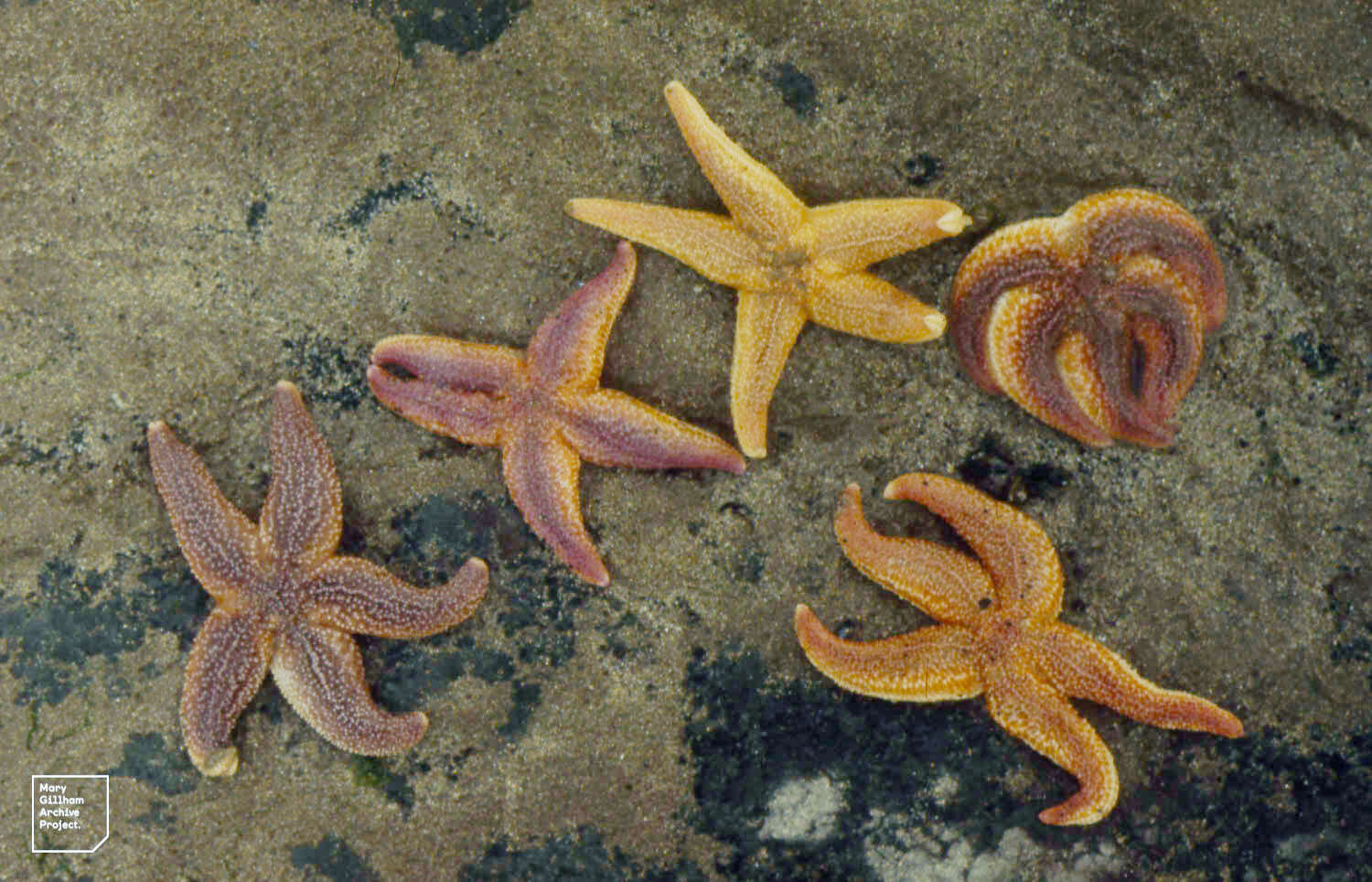 Image of Common sea star