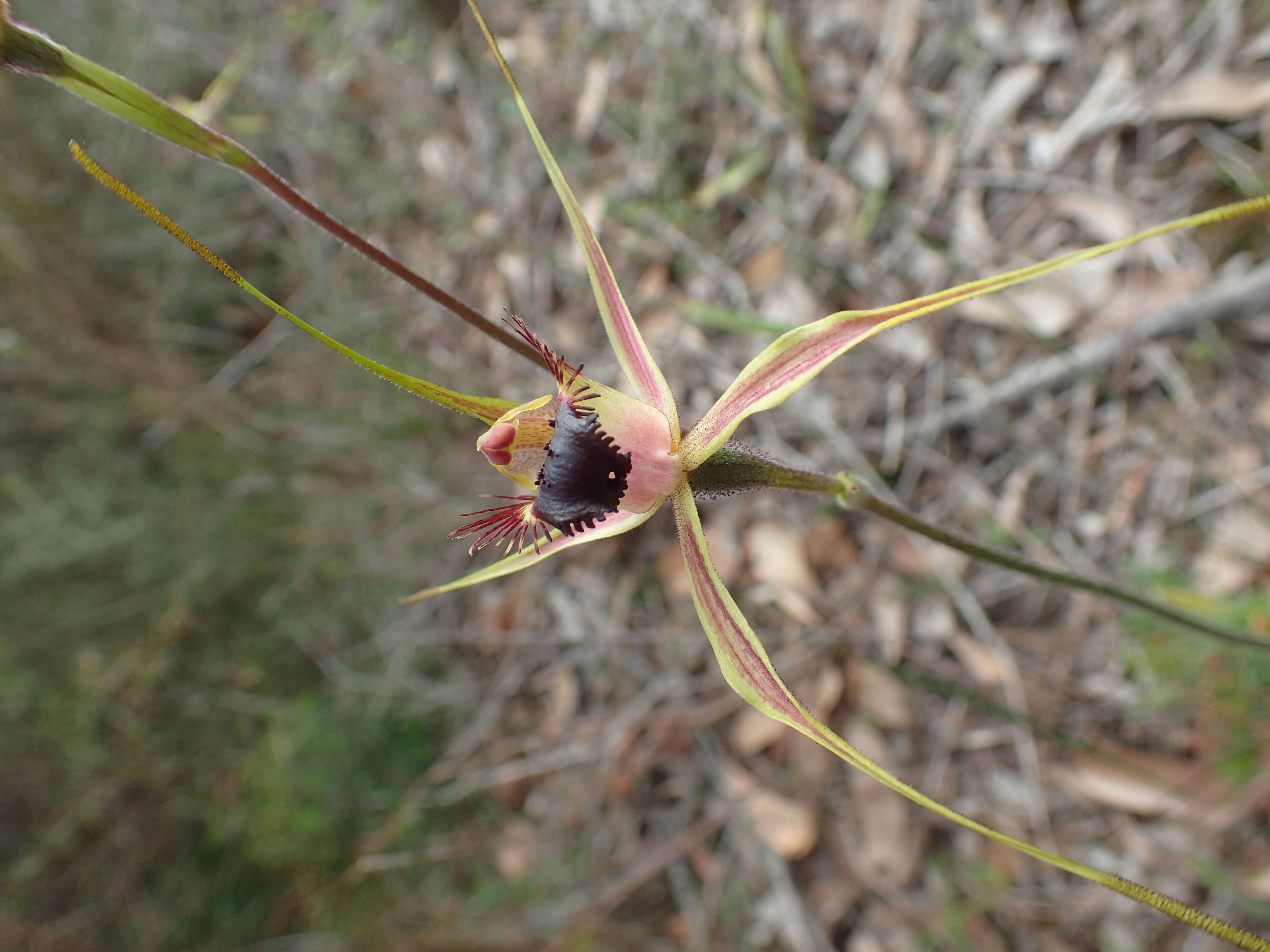 Image of Funnel-web spider orchid