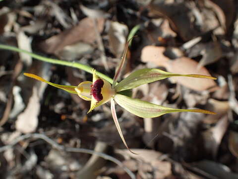 Image of Diamond spider orchid