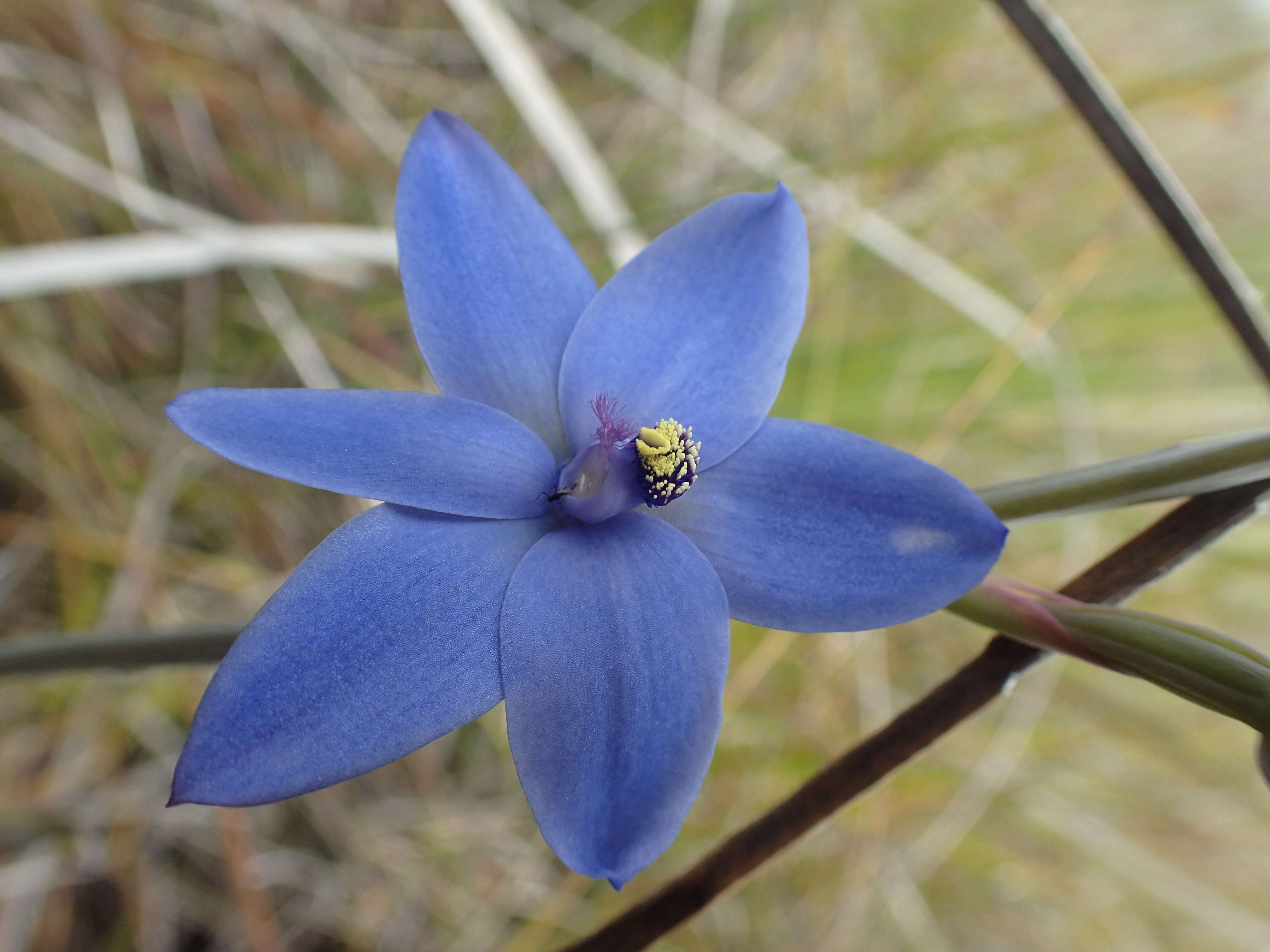 Image de Thelymitra crinita Lindl.