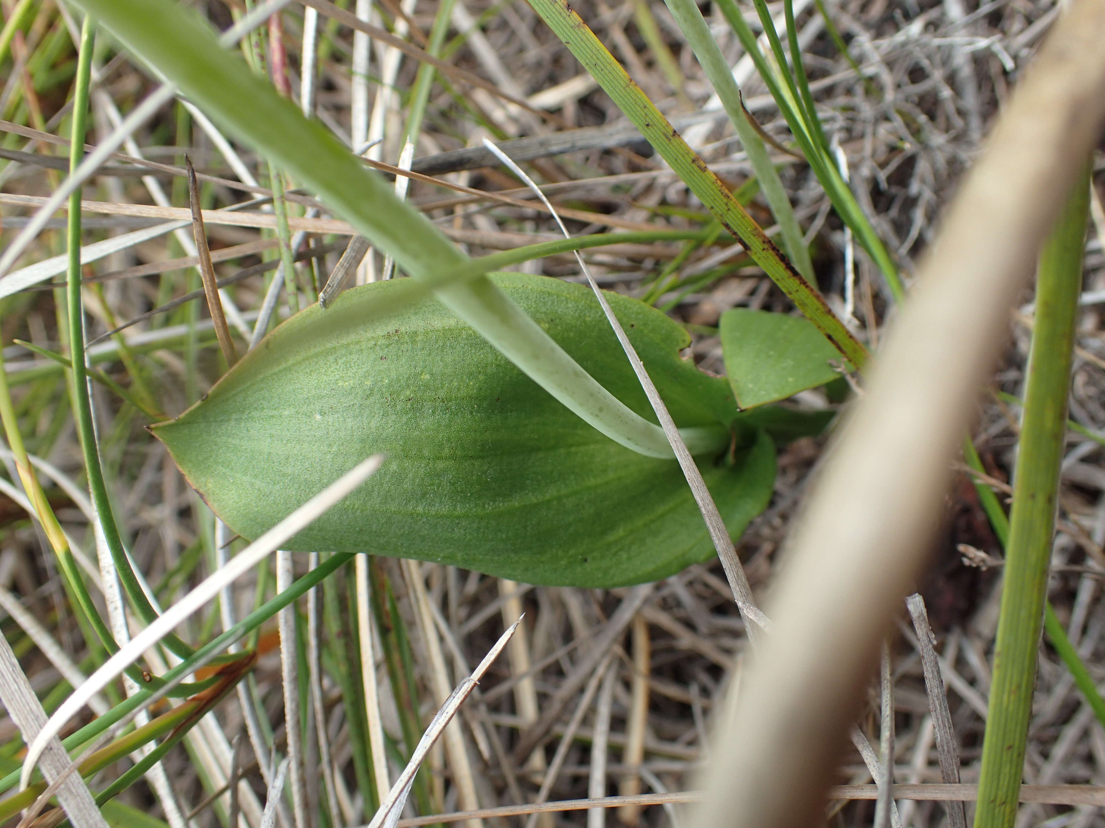 Image de Thelymitra crinita Lindl.