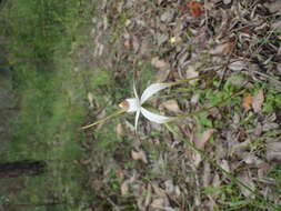 Caladenia longicauda subsp. merrittii Hopper & A. P. Br.的圖片