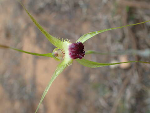 Image of Funnel-web spider orchid