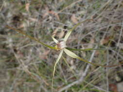 Image of Christine's spider orchid