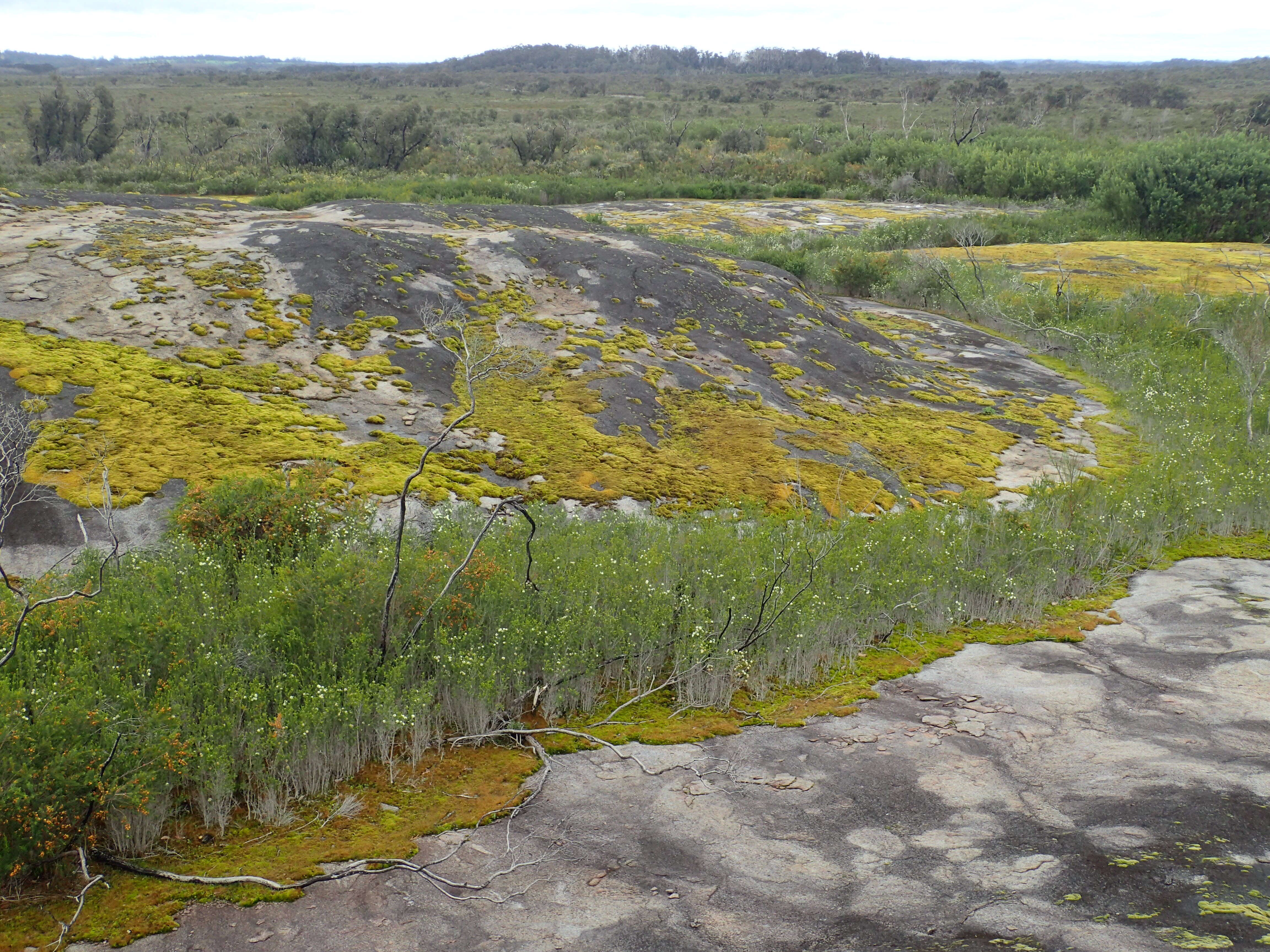 Imagem de Melaleuca densa R. Br.