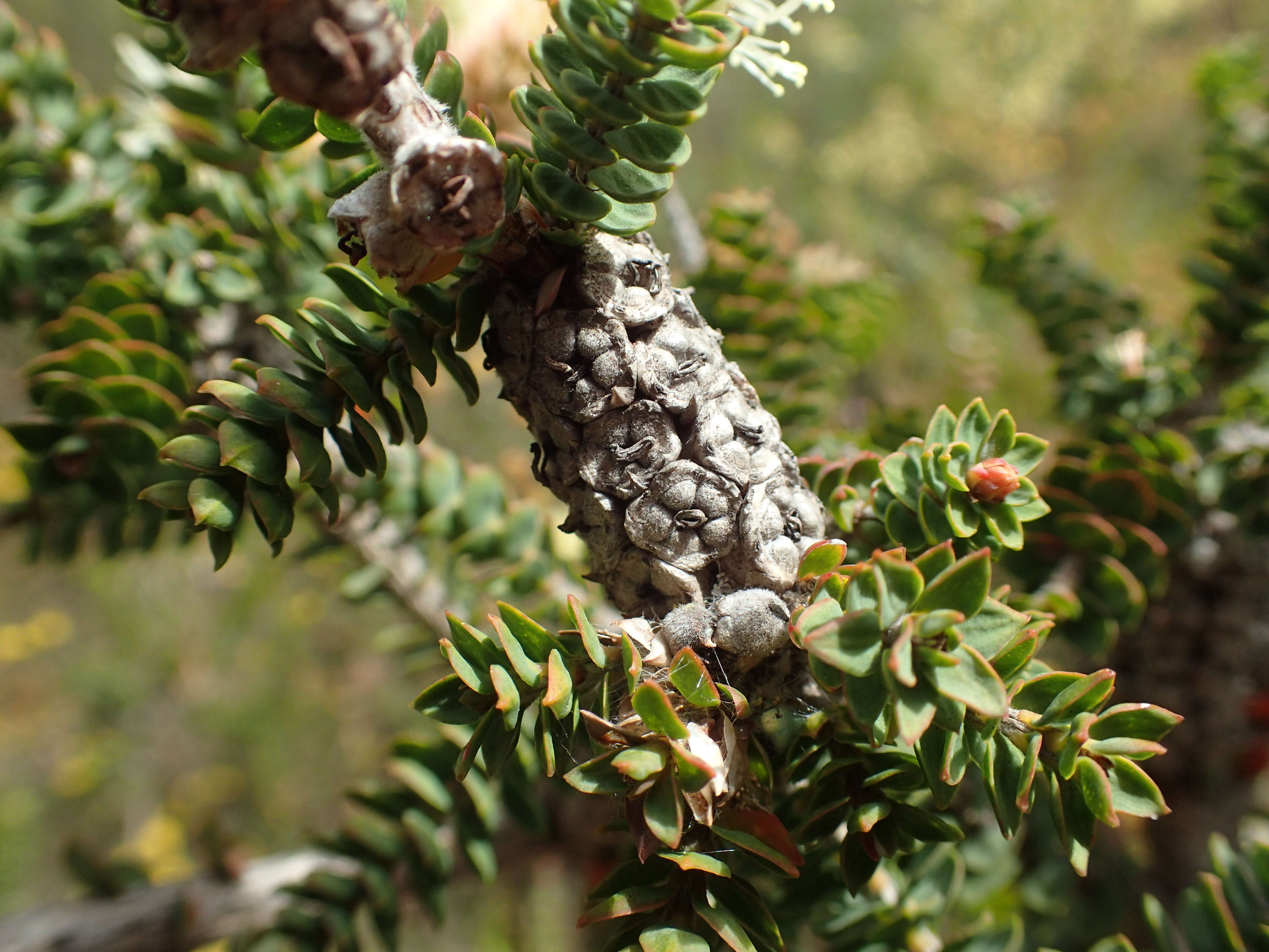 Imagem de Melaleuca densa R. Br.