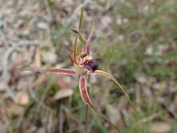 Caladenia brownii Hopper resmi