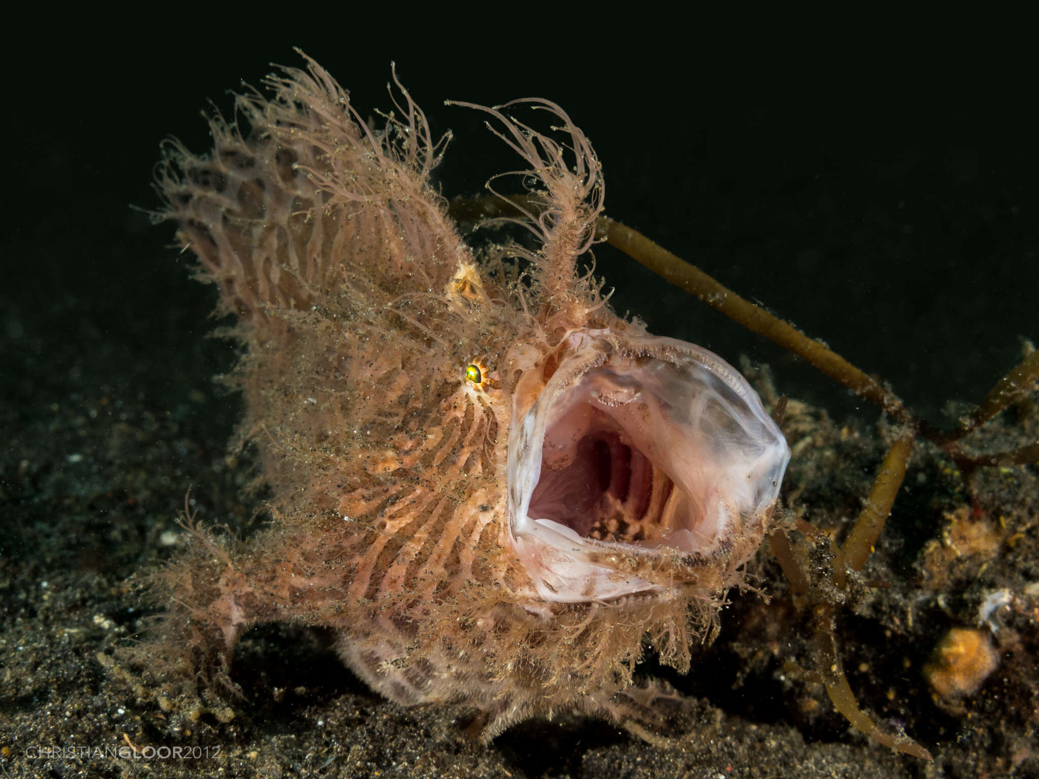 Image of Spitlure Frogfish