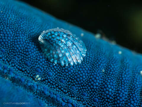 Image of Thyca crystallina (Gould 1846)