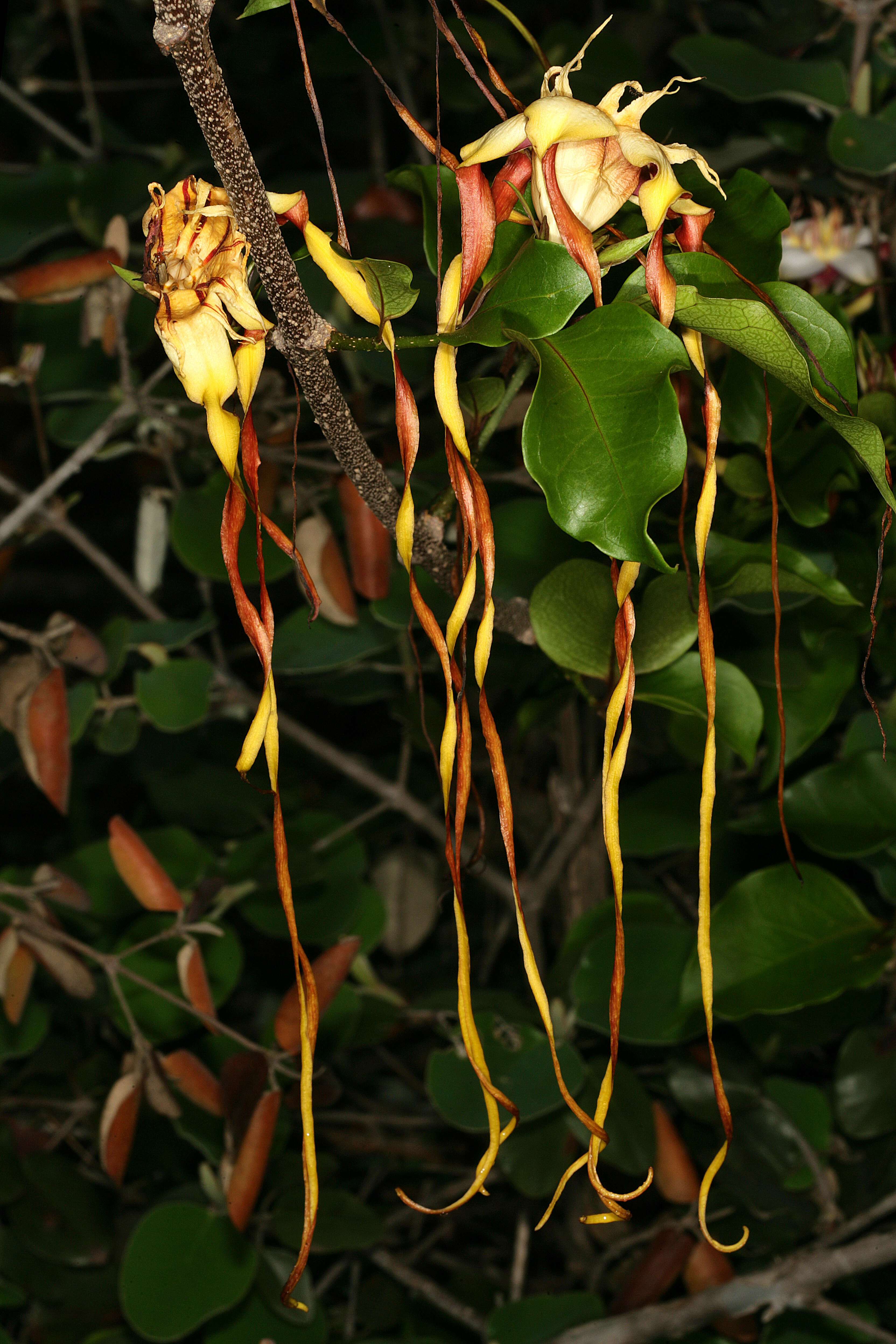 Imagem de Strophanthus petersianus Klotzsch