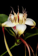 Imagem de Strophanthus petersianus Klotzsch