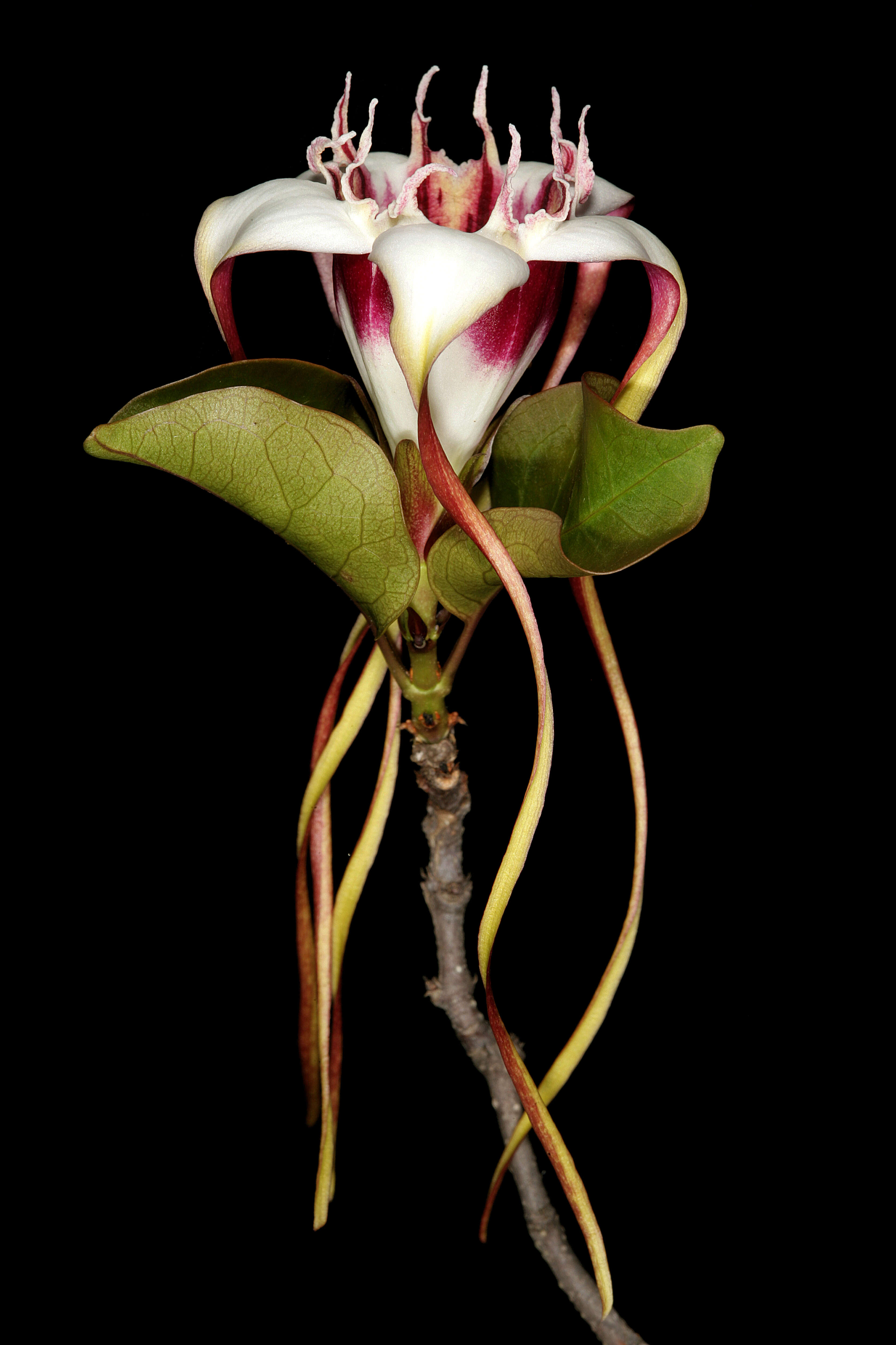 Image de Strophanthus petersianus Klotzsch