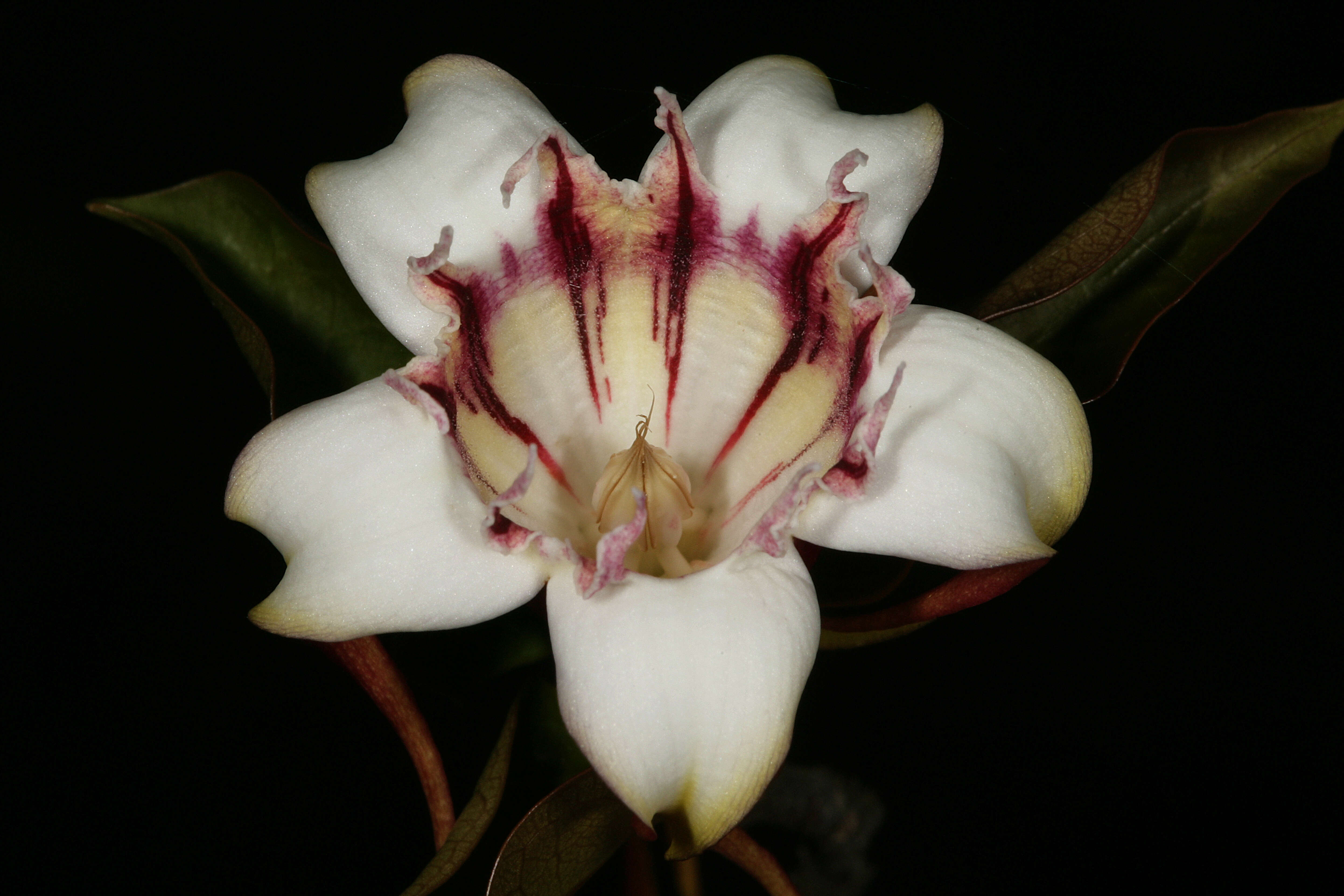 Image de Strophanthus petersianus Klotzsch