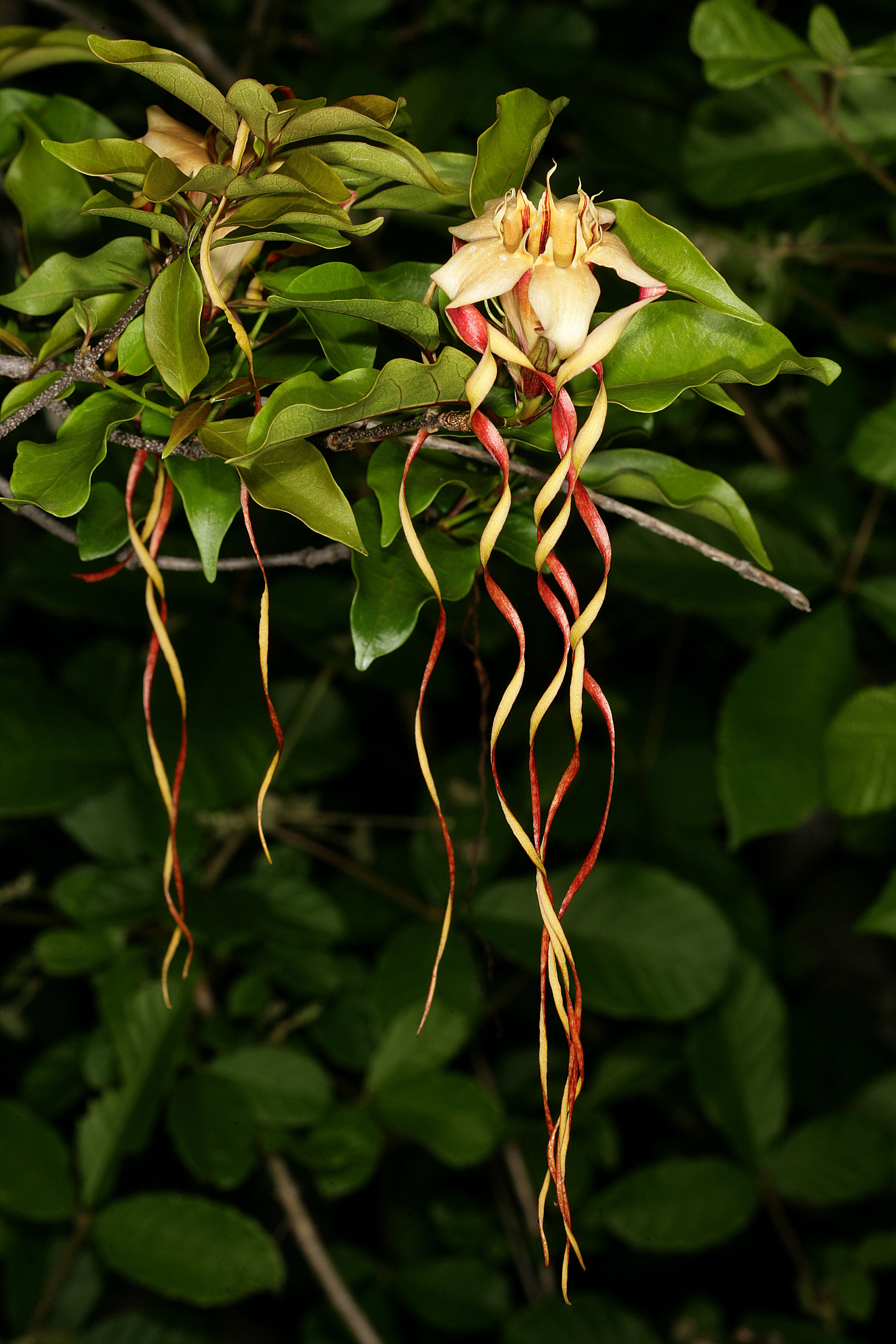 Imagem de Strophanthus petersianus Klotzsch