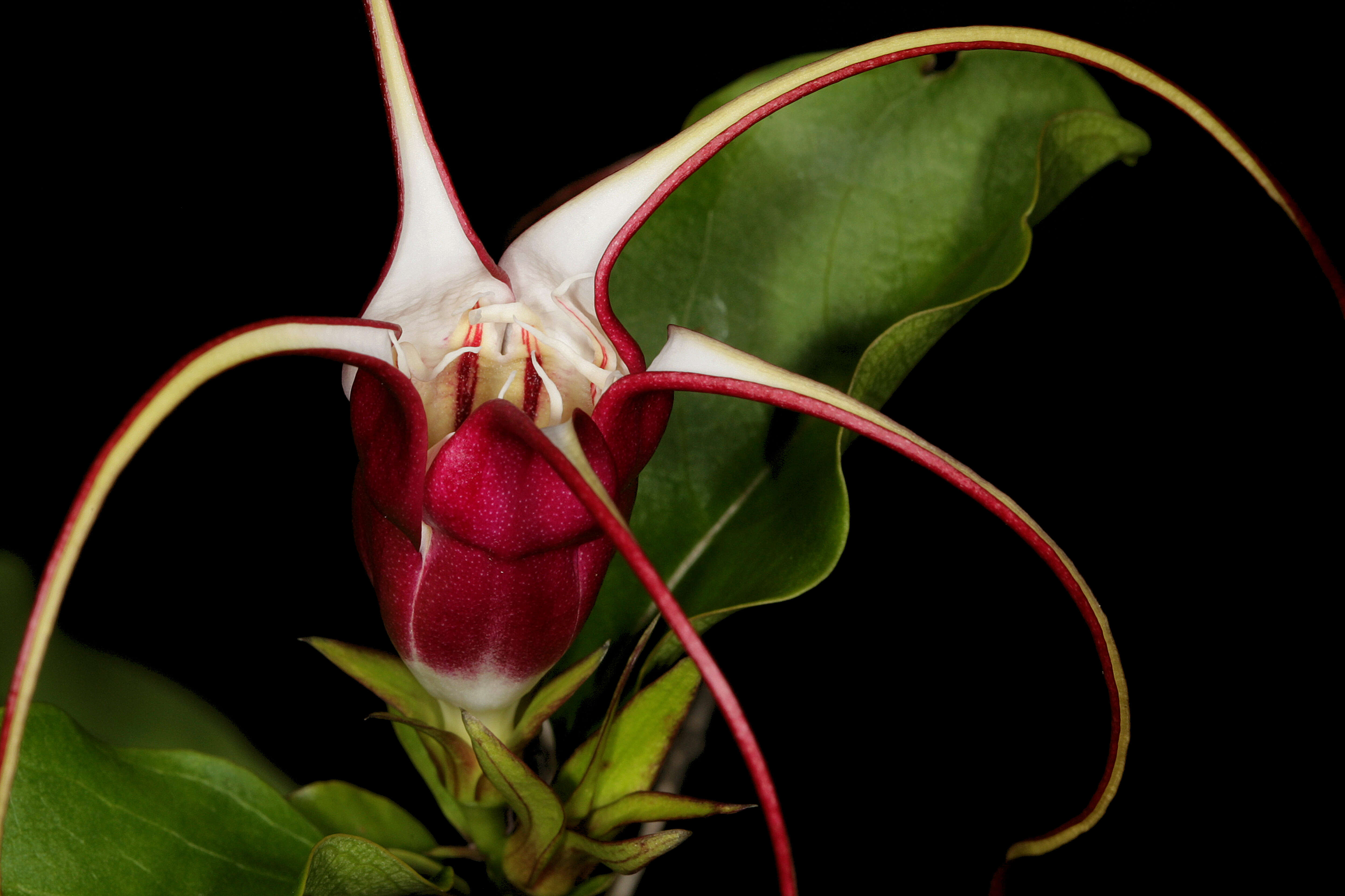 Imagem de Strophanthus petersianus Klotzsch