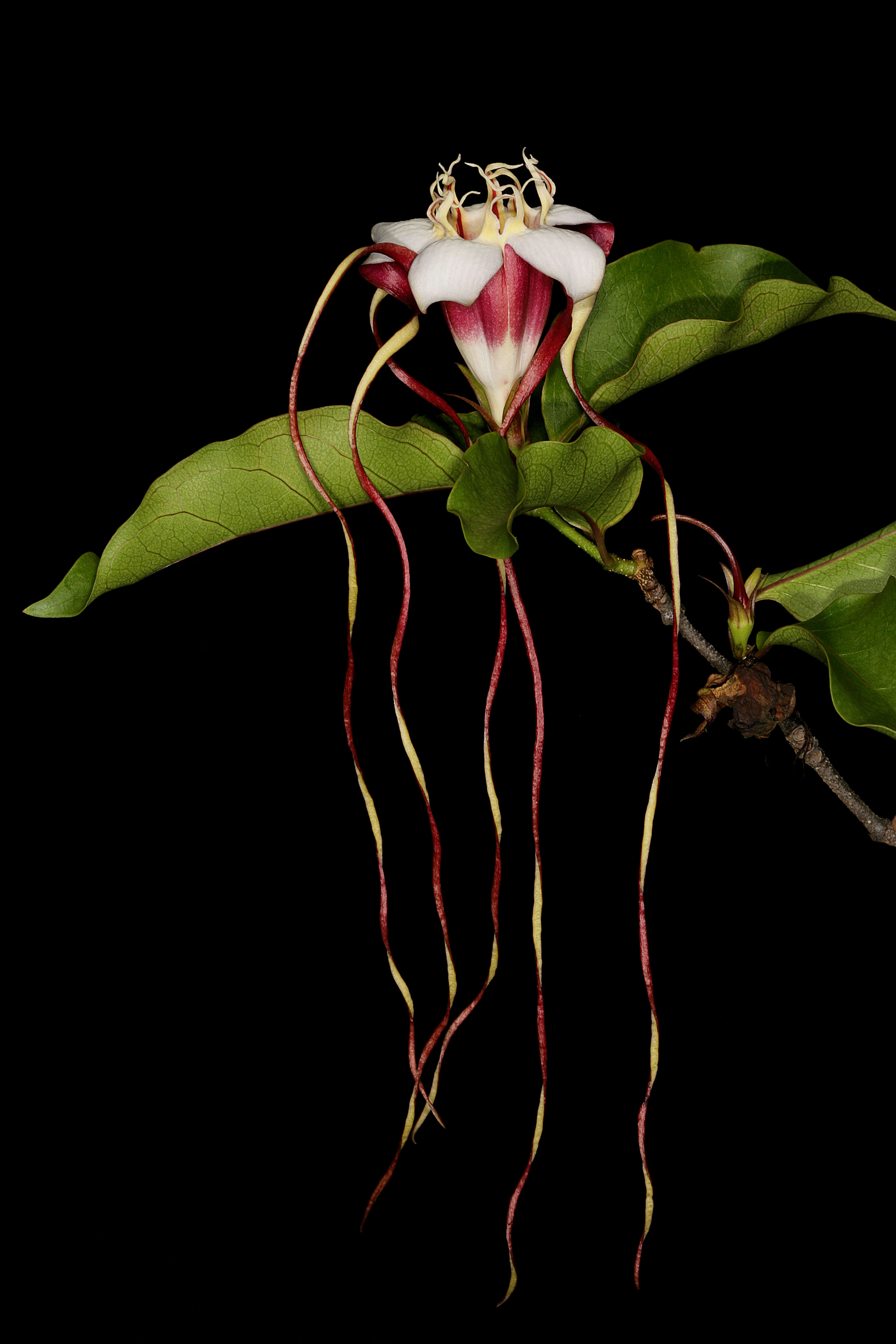 Imagem de Strophanthus petersianus Klotzsch