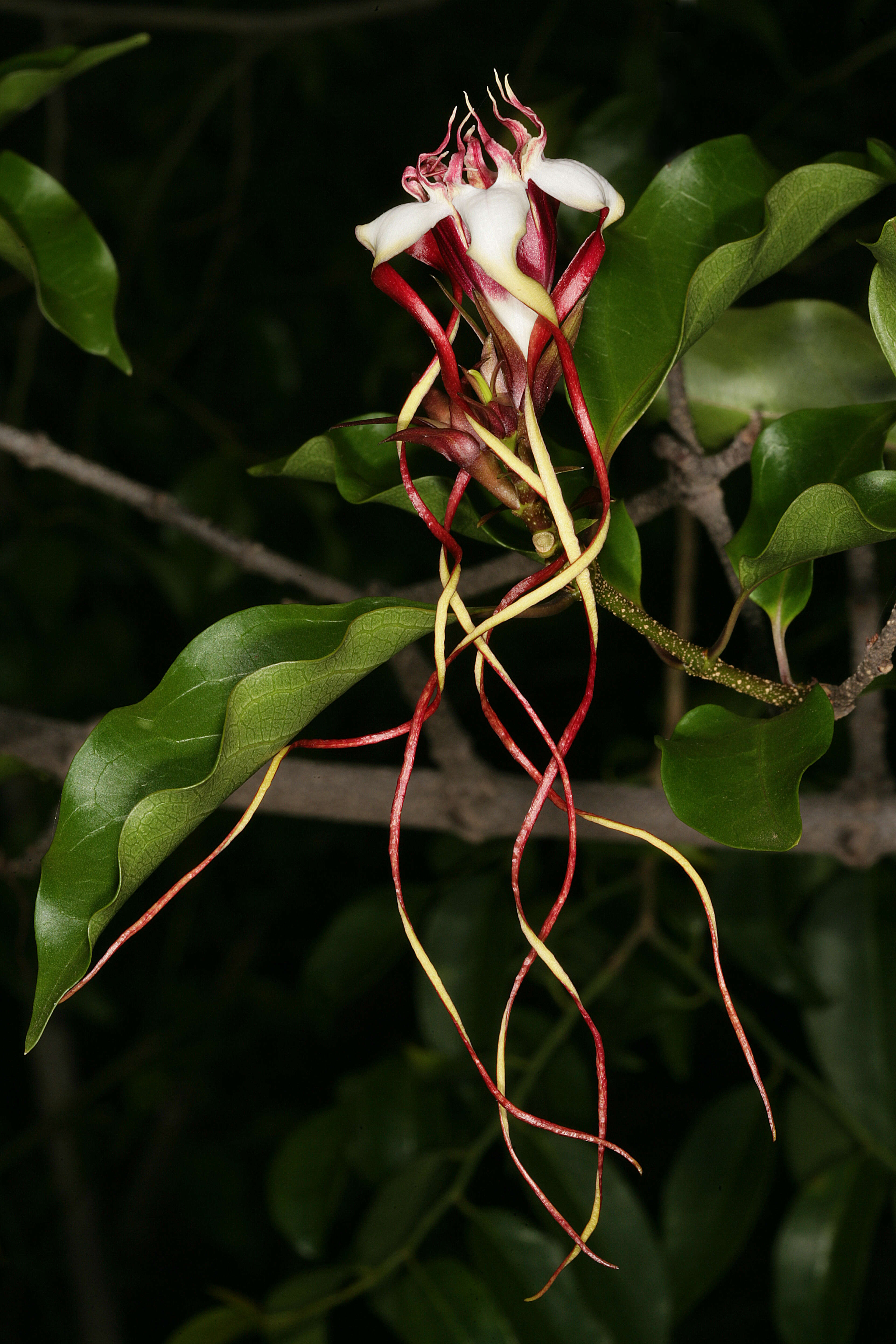 Image de Strophanthus petersianus Klotzsch