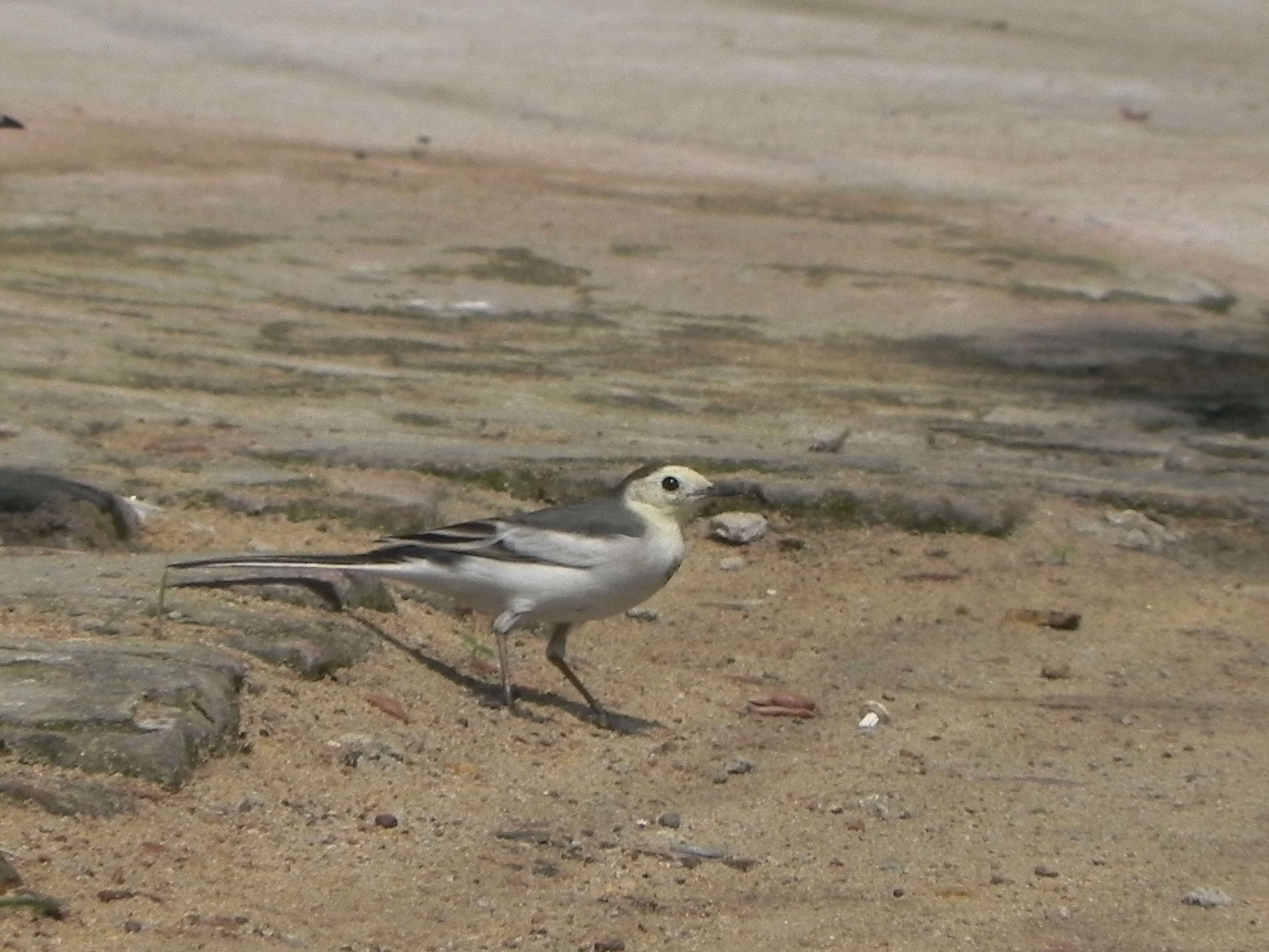 Image of Pied Wagtail and White Wagtail